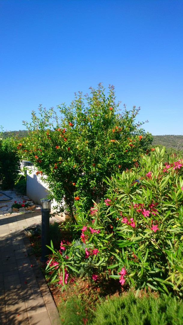 Villa Giove, Solta, mit beheiztem Pool, nahe dem Meer Grohote